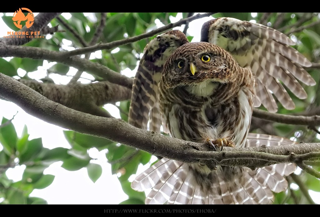 Mua Bán Chim Cú: Hướng Dẫn Chi Tiết và Lưu Ý Quan Trọng